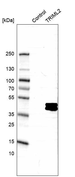 TRIML2 Antibody - BSA Free Western Blot: TRIML2 Antibody - BSA Free [NBP1-92531]