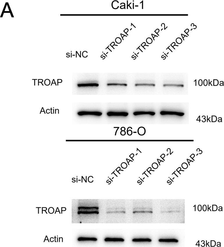 TROAP Antibody - BSA Free
