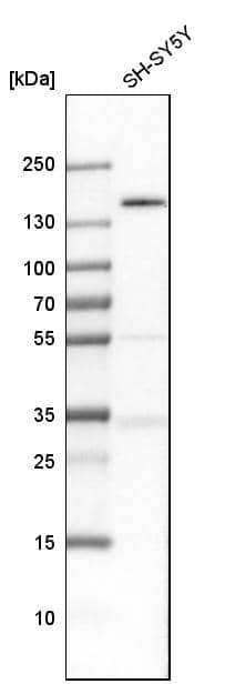 TULP4 Antibody - BSA Free Western Blot: TULP4 Antibody - BSA Free [NBP1-92546]