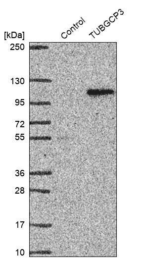 TUBGCP3 Antibody - BSA Free Western Blot: TUBGCP3 Antibody - BSA Free [NBP1-92547]