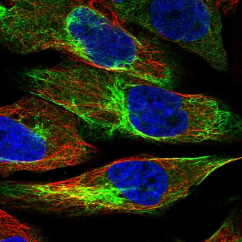 UAP1L1 Antibody - BSA Free Immunocytochemistry/ Immunofluorescence: UAP1L1 Antibody - BSA Free [NBP1-92555]