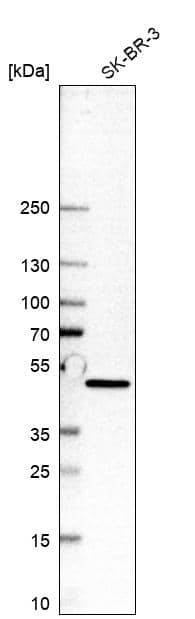 UAP1L1 Antibody - BSA Free Western Blot: UAP1L1 Antibody - BSA Free [NBP1-92555]