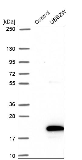 UBE2W Antibody - BSA Free Western Blot: UBE2W Antibody - BSA Free [NBP1-92558]