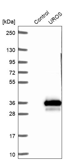 UROS Antibody - BSA Free Western Blot: UROS Antibody - BSA Free [NBP1-92565]