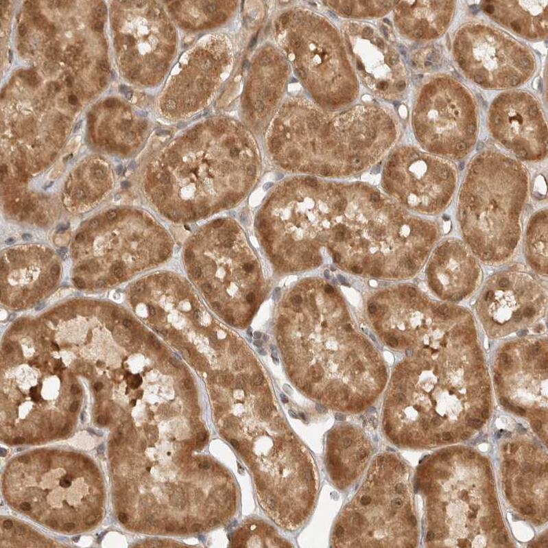 WDR42A Antibody - BSA Free Immunohistochemistry: WDR42A Antibody - BSA Free [NBP1-92582]