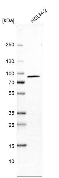 WDR42A Antibody - BSA Free Western Blot: WDR42A Antibody - BSA Free [NBP1-92582]