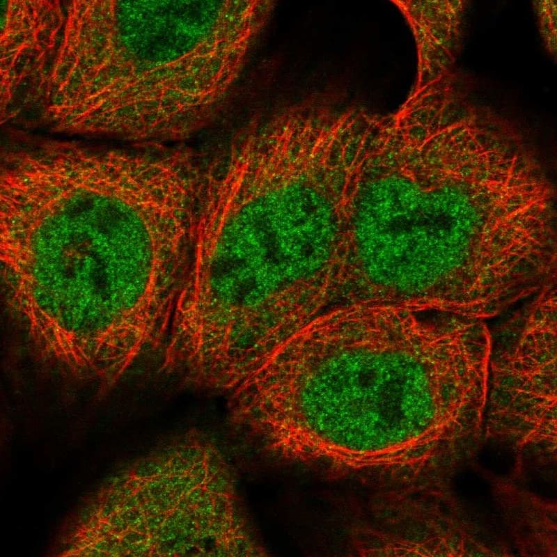 WDR42A Antibody - BSA Free Immunocytochemistry/ Immunofluorescence: WDR42A Antibody - BSA Free [NBP1-92583]