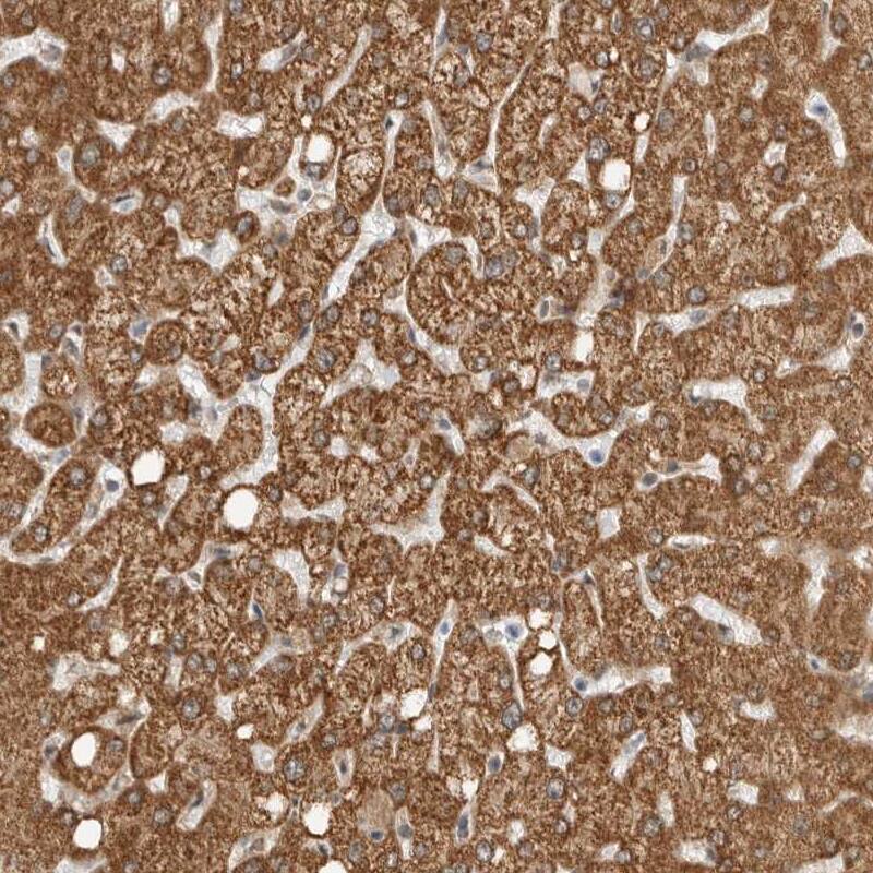 WDR42A Antibody - BSA Free Immunohistochemistry: WDR42A Antibody - BSA Free [NBP1-92583]