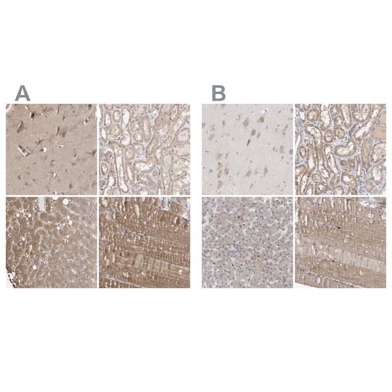 WDR68 Antibody - BSA Free Immunohistochemistry: WDR68 Antibody - BSA Free [NBP1-92589]