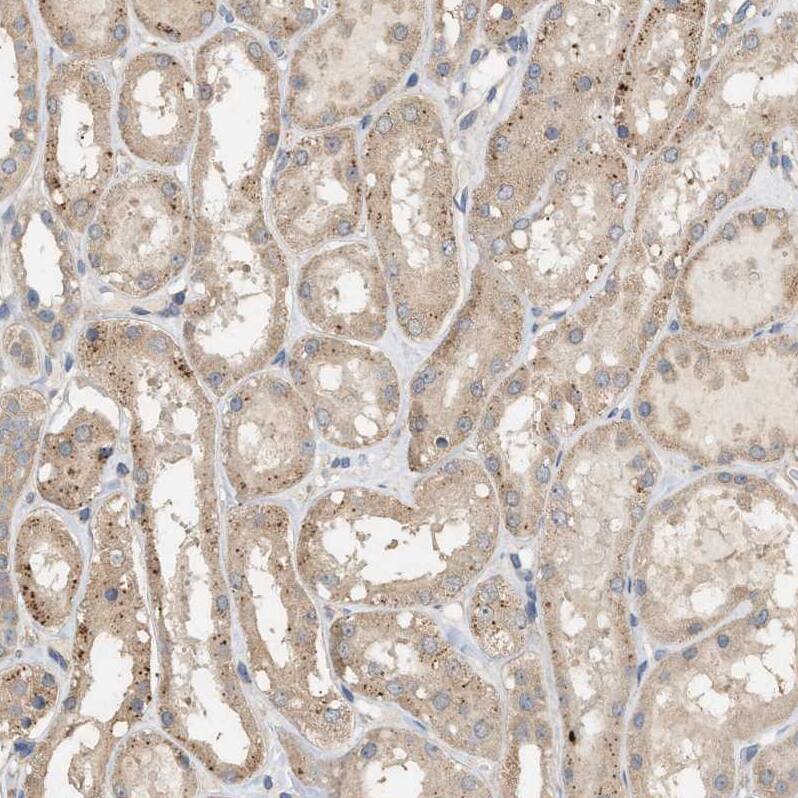 WDR68 Antibody - BSA Free Immunohistochemistry: WDR68 Antibody - BSA Free [NBP1-92589]
