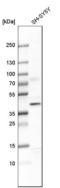 WDR68 Antibody - BSA Free Western Blot: WDR68 Antibody - BSA Free [NBP1-92589]