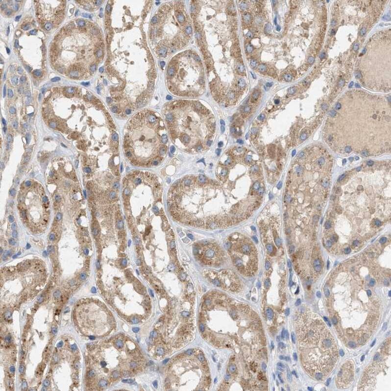 WDR68 Antibody - BSA Free Immunohistochemistry: WDR68 Antibody - BSA Free [NBP1-92590]
