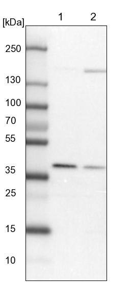 WDR92 Antibody - BSA Free Western Blot: WDR92 Antibody - BSA Free [NBP1-92595]
