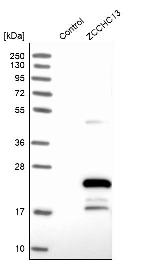 ZCCHC13 Antibody - BSA Free Western Blot: ZCCHC13 Antibody - BSA Free [NBP1-92604]