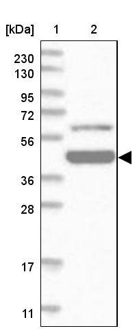 Zinc finger and BTB domain-containing protein 9 Antibody - BSA Free Western Blot: Zinc finger and BTB domain-containing protein 9 Antibody - BSA Free [NBP1-92611]