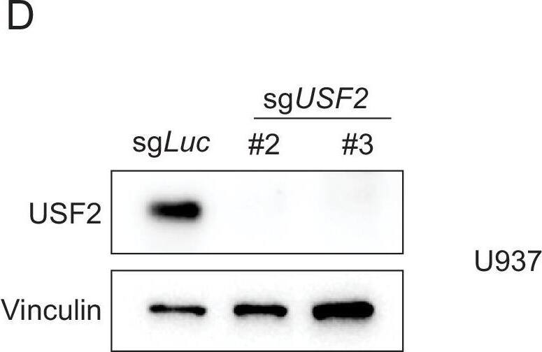 USF2 Antibody