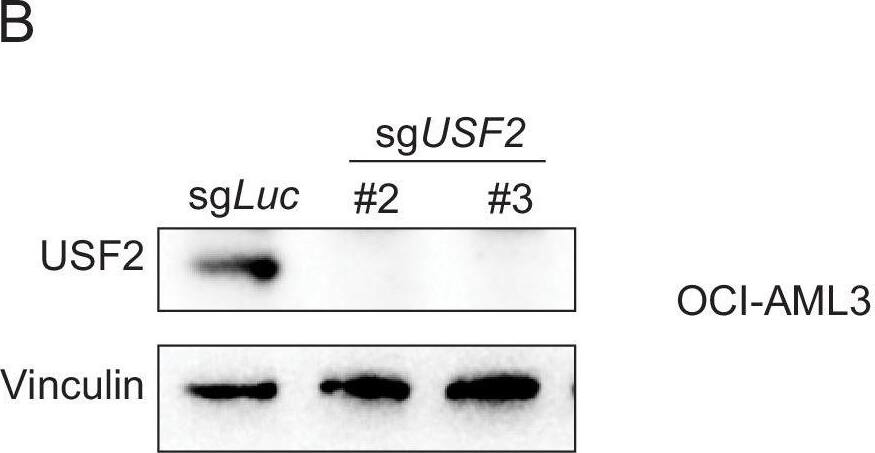 USF2 Antibody