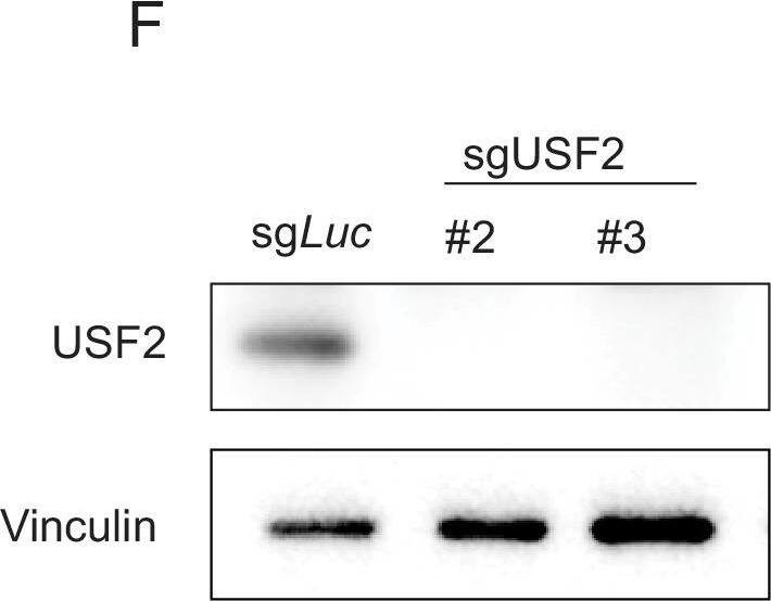 USF2 Antibody