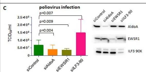 EWSR1 Antibody (5H7) - BSA Free