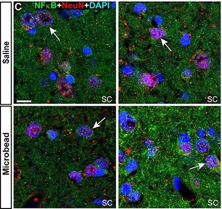 RBFOX3/NeuN Antibody (1B7)