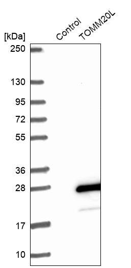 TOMM20L Antibody - BSA Free Western Blot: TOMM20L Antibody - BSA Free [NBP1-93437]