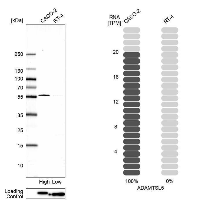 ADAMTSL5 Antibody - BSA Free Western Blot: ADAMTSL5 Antibody - BSA Free [NBP1-93438]