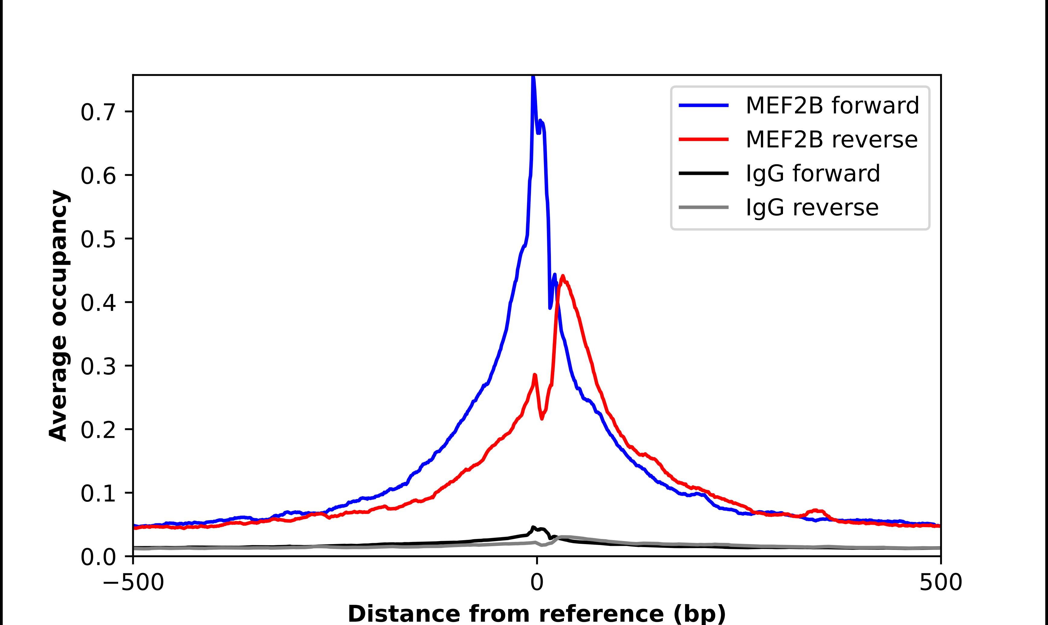 MEF2B Antibody - BSA Free Chromatin Immunoprecipitation-exo-Seq: MEF2B Antibody - BSA Free [NBP1-93440]