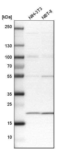TMEM109 Antibody - BSA Free Western Blot: TMEM109 Antibody - BSA Free [NBP1-93462]