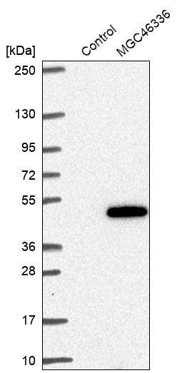 ZNF843 Antibody - BSA Free Western Blot: ZNF843 Antibody - BSA Free [NBP1-93468]