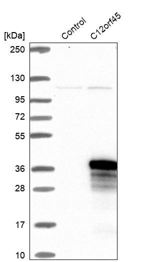 C12orf45 Antibody - BSA Free Western Blot: C12orf45 Antibody - BSA Free [NBP1-93474]
