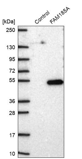 FAM185A Antibody - BSA Free Western Blot: FAM185A Antibody - BSA Free [NBP1-93478]