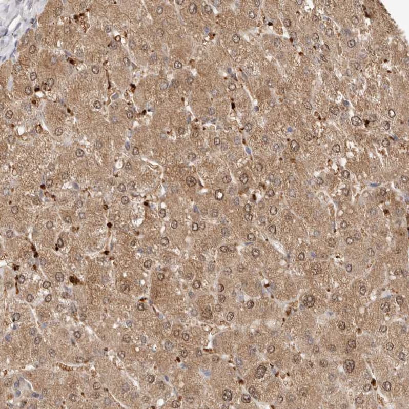 FAM185A Antibody - BSA Free Immunohistochemistry: FAM185A Antibody - BSA Free [NBP1-93479]