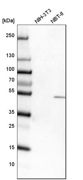 TYSND1 Antibody - BSA Free Western Blot: TYSND1 Antibody - BSA Free [NBP1-93484]