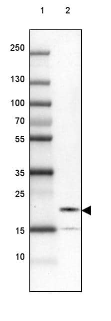 FAM100B Antibody - BSA Free Western Blot: FAM100B Antibody - BSA Free [NBP1-93496]