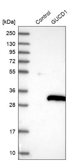 GUCD1 Antibody - BSA Free Western Blot: GUCD1 Antibody - BSA Free [NBP1-93512]