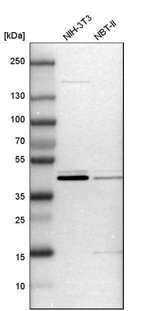 CCDC104 Antibody - BSA Free Western Blot: CCDC104 Antibody - BSA Free [NBP1-93513]