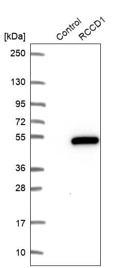 RCCD1 Antibody - BSA Free Western Blot: RCCD1 Antibody - BSA Free [NBP1-93517]