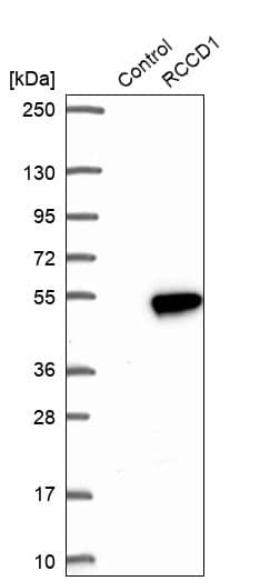 RCCD1 Antibody - BSA Free Western Blot: RCCD1 Antibody - BSA Free [NBP1-93518]
