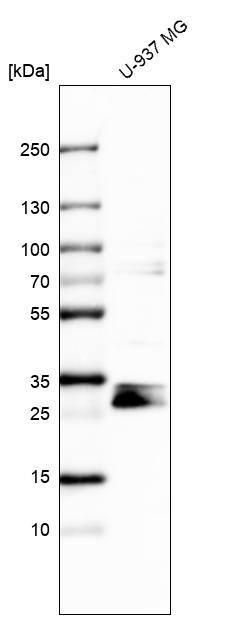 STARD3NL Antibody - BSA Free Western Blot: STARD3NL Antibody - BSA Free [NBP1-93527]