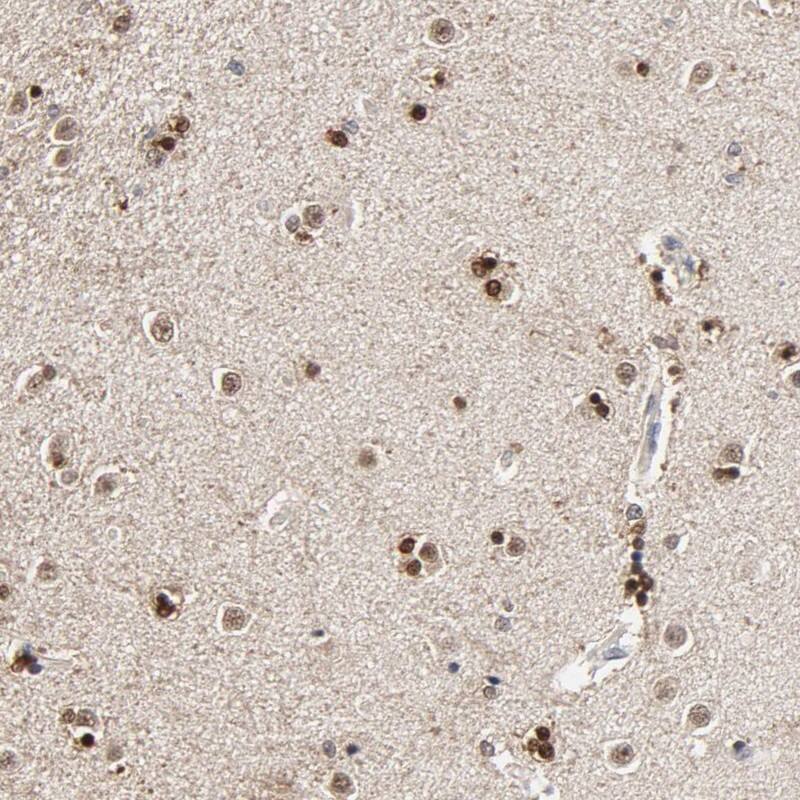 RGAG4 Antibody - BSA Free Immunohistochemistry-Paraffin: RGAG4 Antibody [NBP1-93561]
