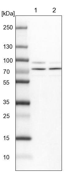 KBTBD8 Antibody - BSA Free Western Blot: KBTBD8 Antibody - BSA Free [NBP1-93570]