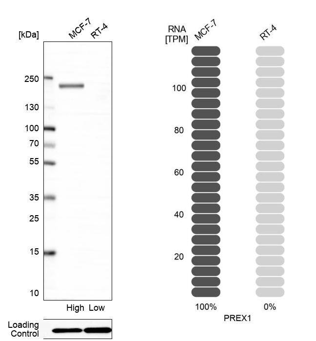 P-Rex1 Antibody - BSA Free Western Blot: P-Rex1 Antibody - BSA Free [NBP1-93590]