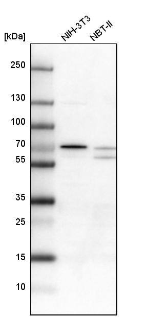 LRRC47 Antibody - BSA Free Western Blot: LRRC47 Antibody - BSA Free [NBP1-93597]