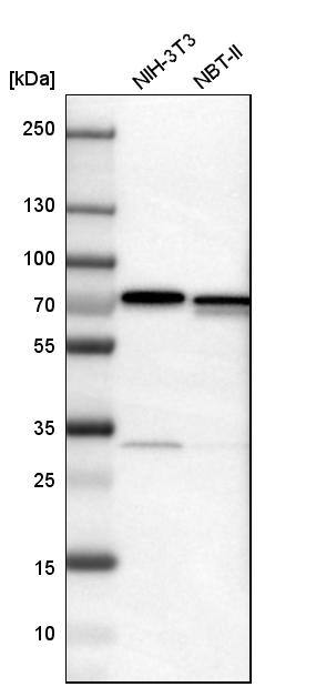 LRRC47 Antibody - BSA Free Western Blot: LRRC47 Antibody - BSA Free [NBP1-93598]