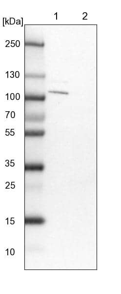 EHBP1 Antibody - BSA Free Western Blot: EHBP1 Antibody - BSA Free [NBP1-93614]