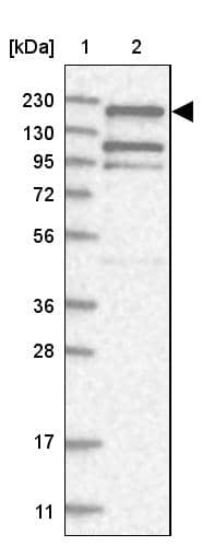 EHBP1 Antibody - BSA Free Western Blot: EHBP1 Antibody - BSA Free [NBP1-93614]