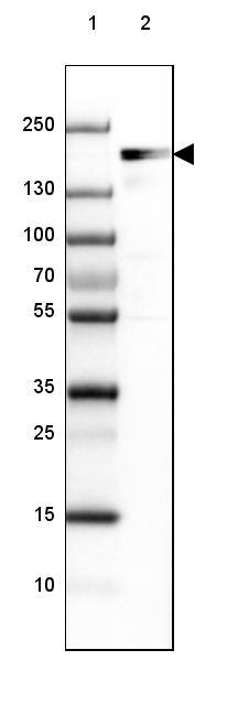 EHBP1 Antibody - BSA Free Western Blot: EHBP1 Antibody - BSA Free [NBP1-93615]