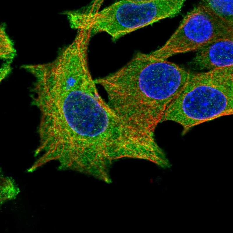 EHBP1 Antibody - BSA Free Immunocytochemistry/ Immunofluorescence: EHBP1 Antibody - BSA Free [NBP1-93615]