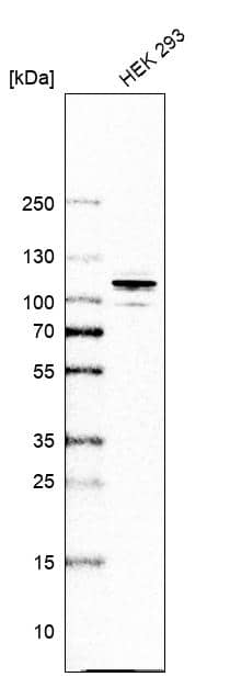 ARHGAP44 Antibody - BSA Free Western Blot: ARHGAP44 Antibody - BSA Free [NBP1-93624]