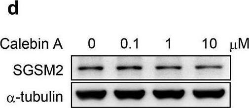 SGSM2 Antibody - BSA Free